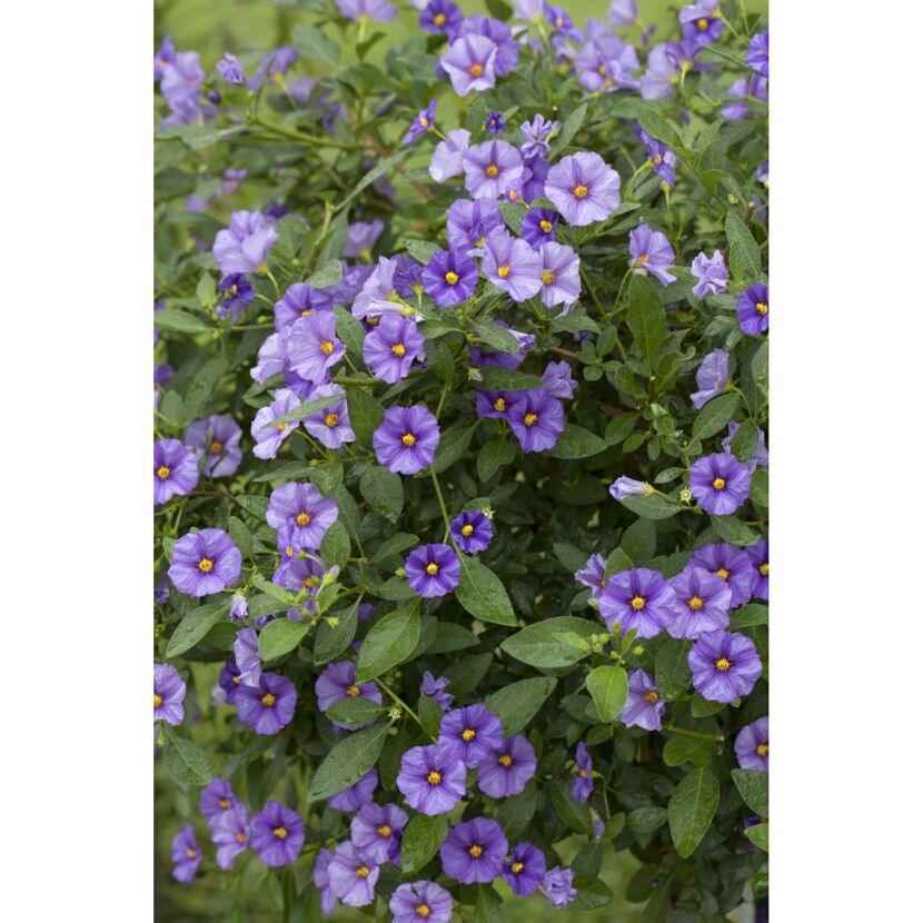 Lila Blüten des Enzianstrauches