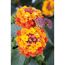 Orange-rote Lantanenblüten