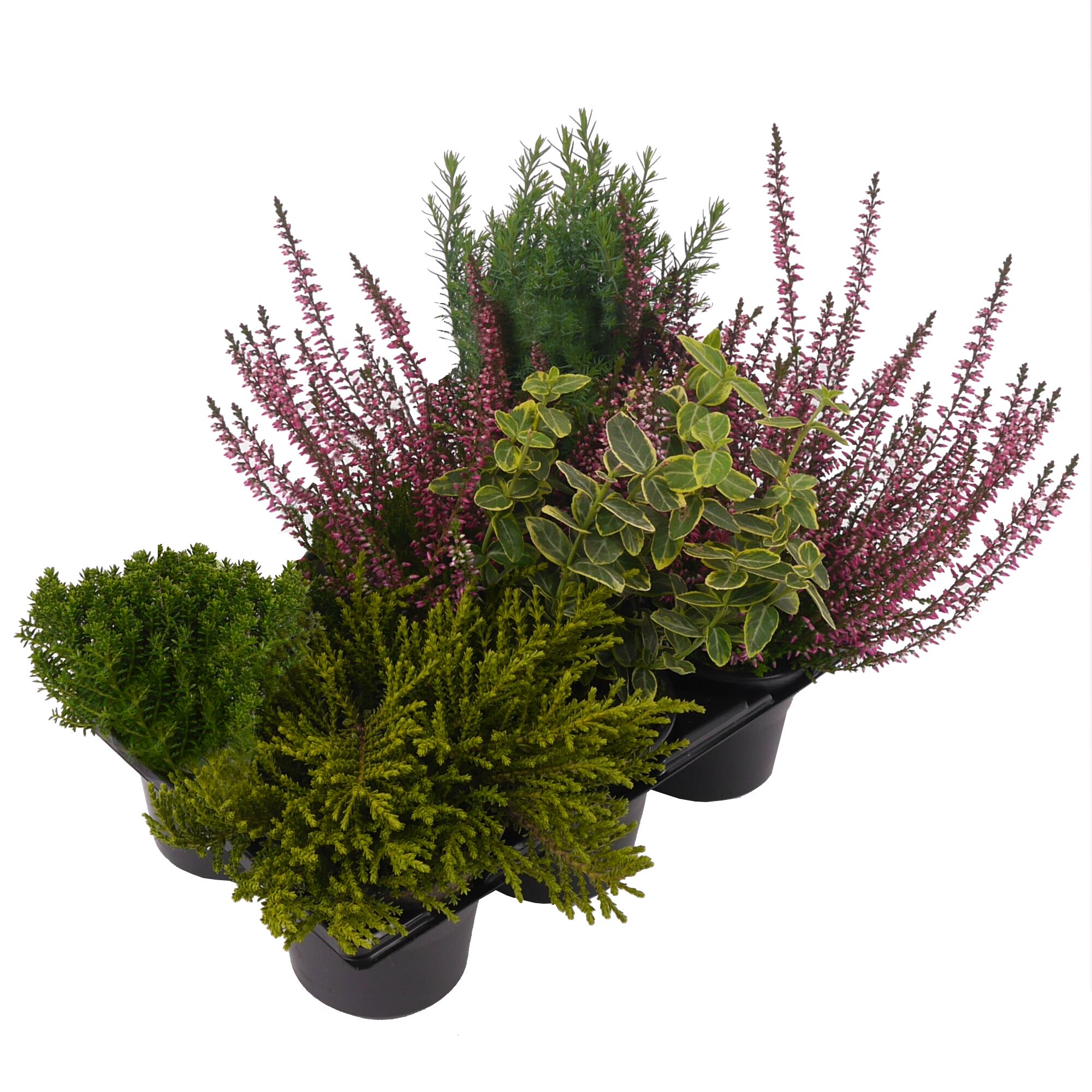 Sechs verschiedene Herbstpflanzen im Tray