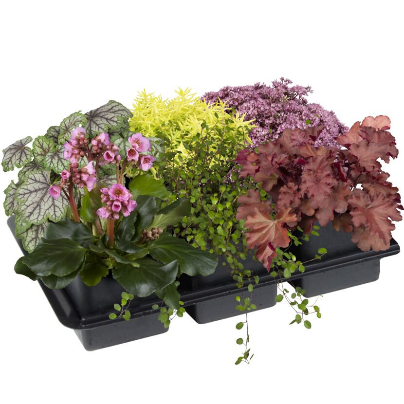 Verschiedene Herbstpflanzen im Tray