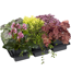 Herbstpflanzen-Mix 'Purfleur' 6er-Tray