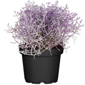 Stacheldraht geglittert 12 cm Topf