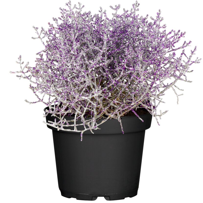 Stacheldraht geglittert 12 cm Topf