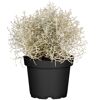 Stacheldraht geglittert 12 cm Topf