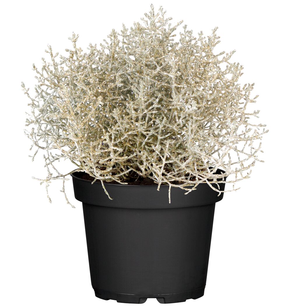 Stacheldraht geglittert 12 cm Topf