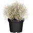 Stacheldraht geglittert 12 cm Topf