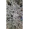 Stacheldraht geglittert 12 cm Topf