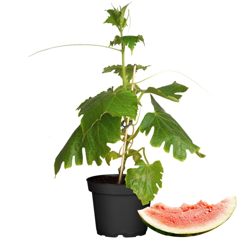 Wassermelonenpflanze im Topf mit angeschnittener Wassermelone