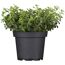Oregano im schwarzen Topf