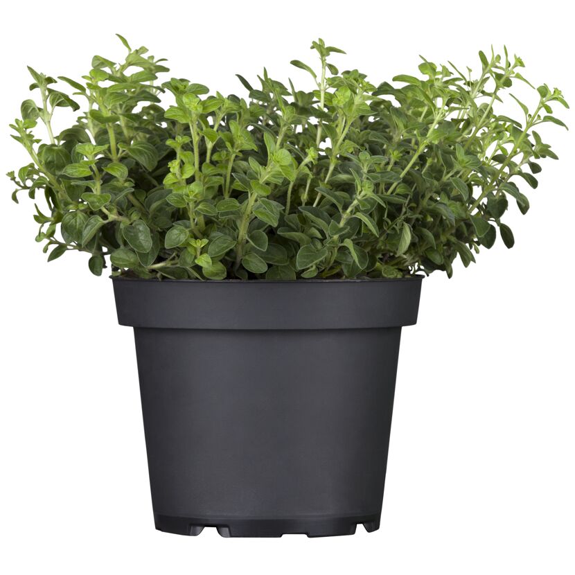 Oregano im schwarzen Topf