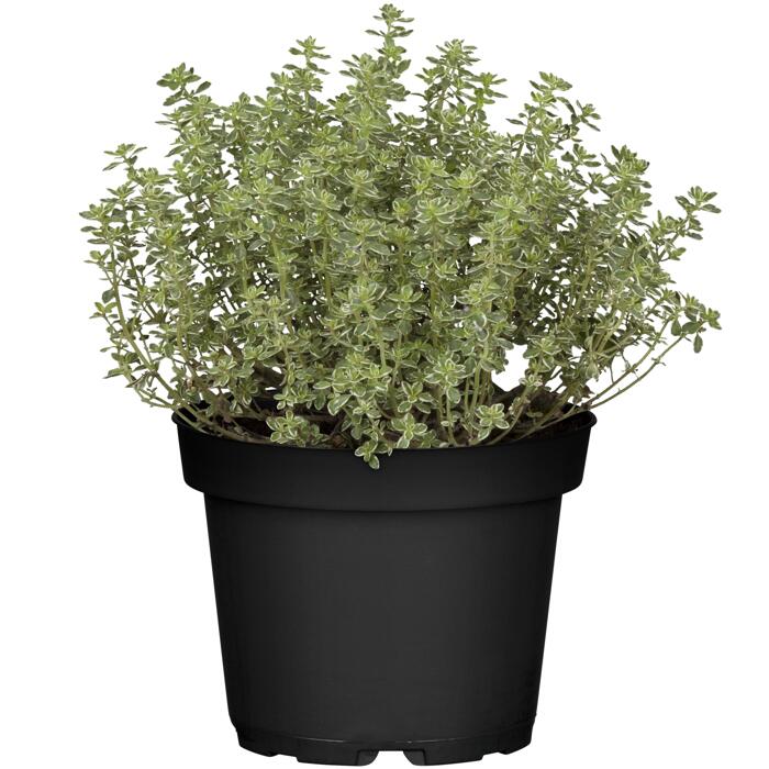 Thymian 12 cm Topf