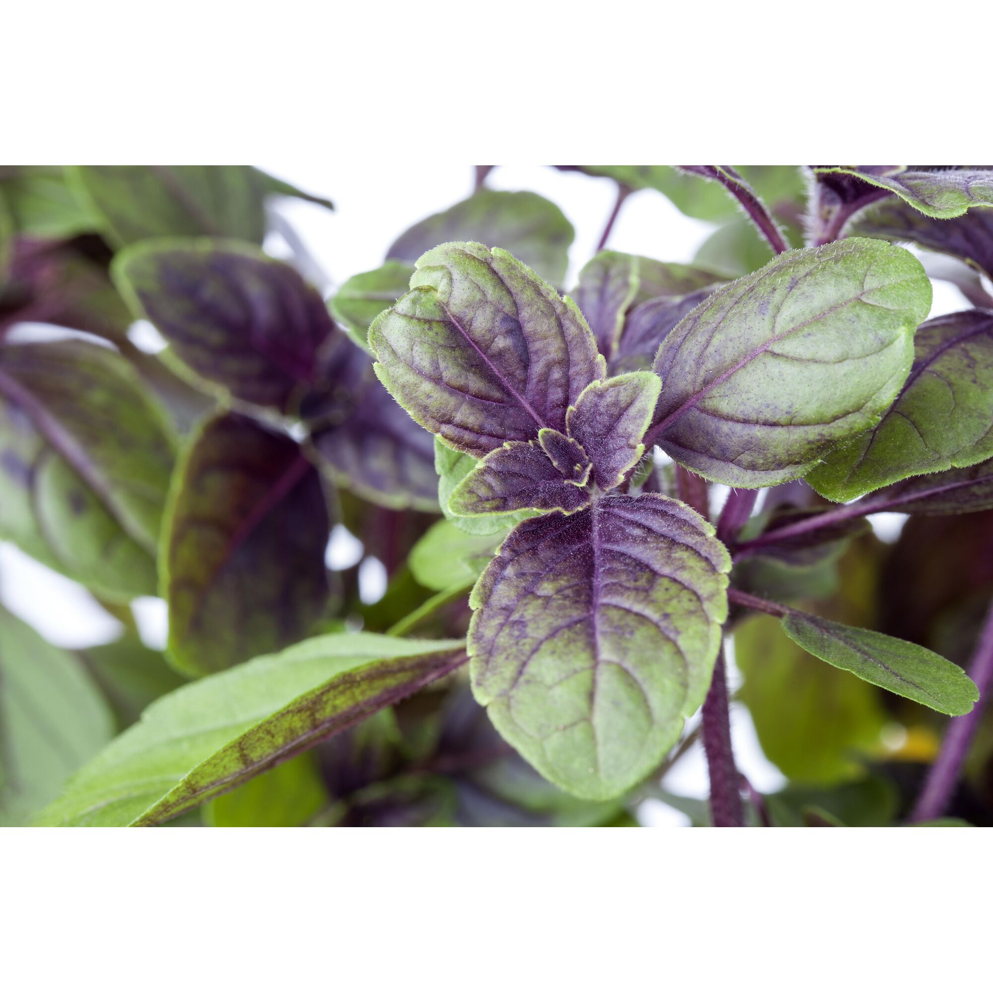 Nahaufnahme von Strauchbasilikum