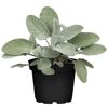 Salbei 12 cm Topf