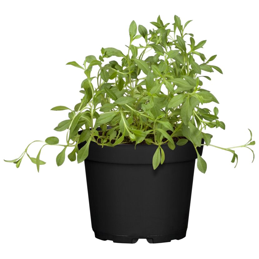 Bohnenkraut 12 cm Topf