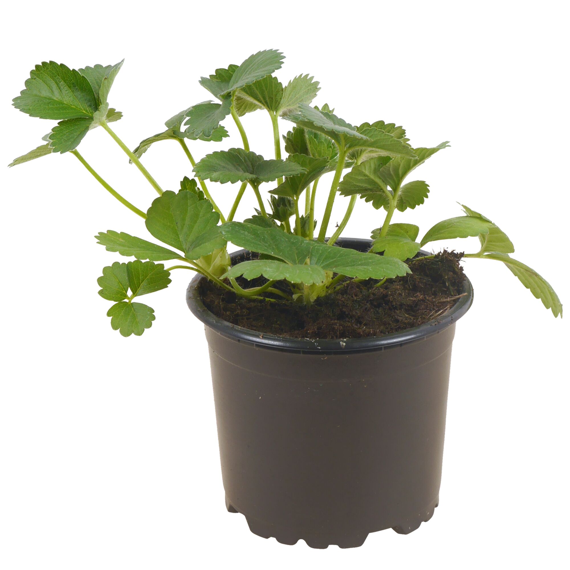 Erdbeerpflanze im Topf