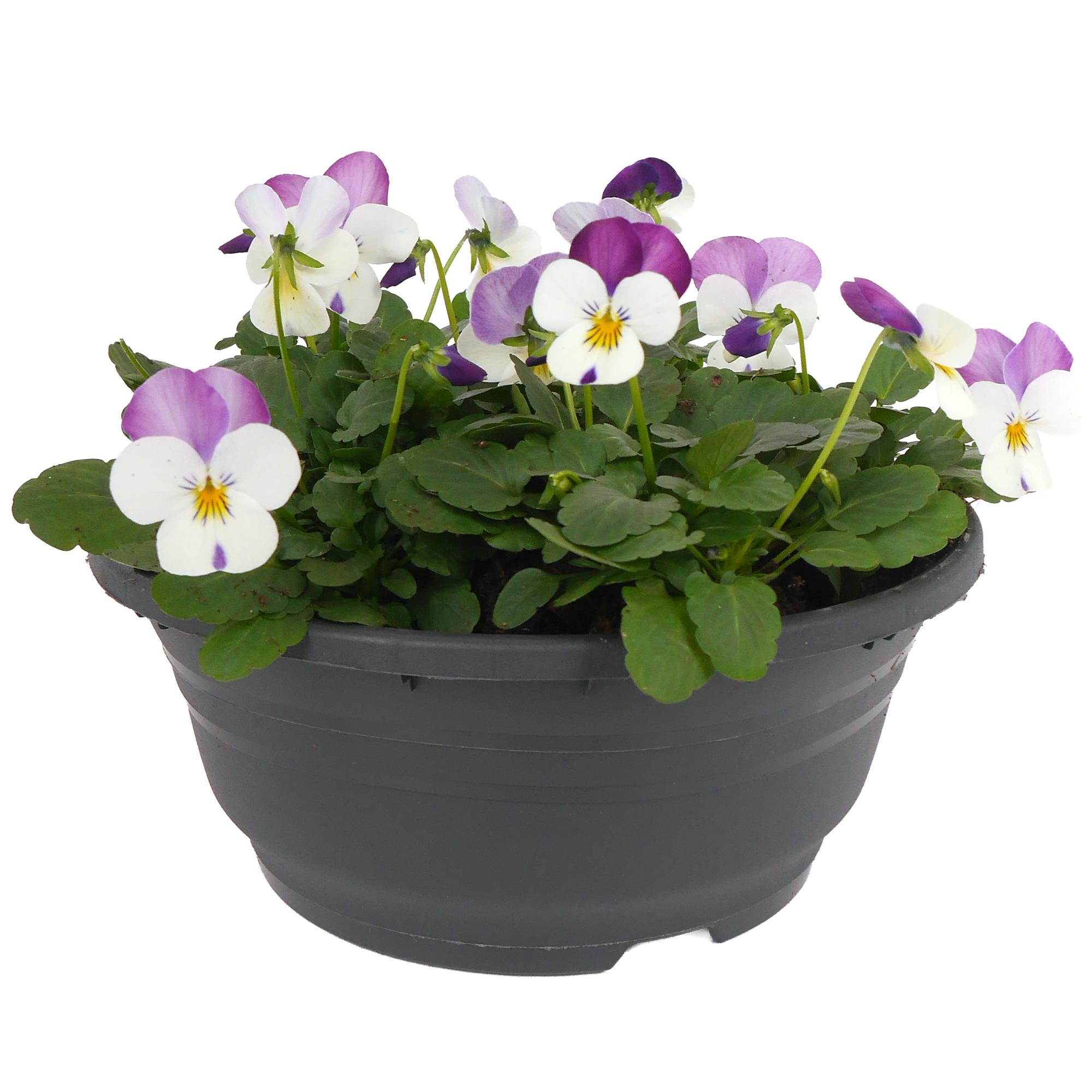 Hornveilchen verschiedene Farben 19 cm Schale