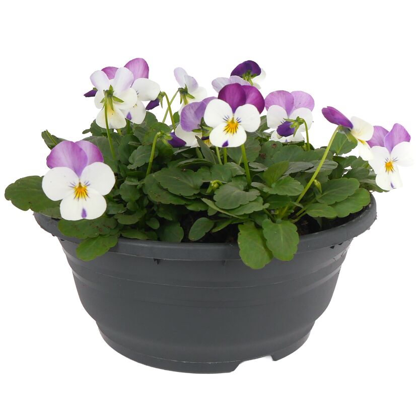 Hornveilchen verschiedene Farben 19 cm Schale