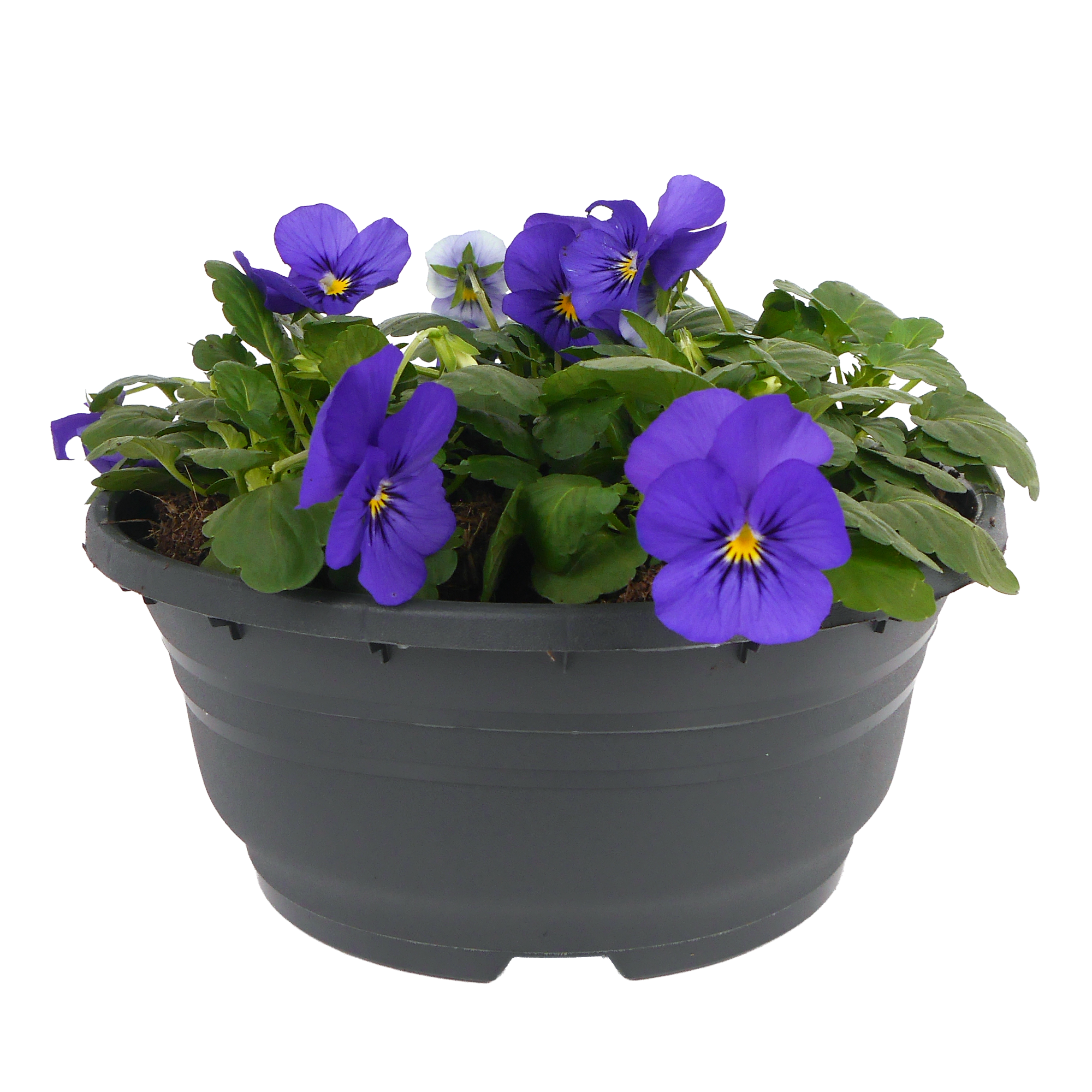 Hornveilchen verschiedene Farben 19 cm Schale