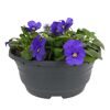 Hornveilchen verschiedene Farben 19 cm Schale