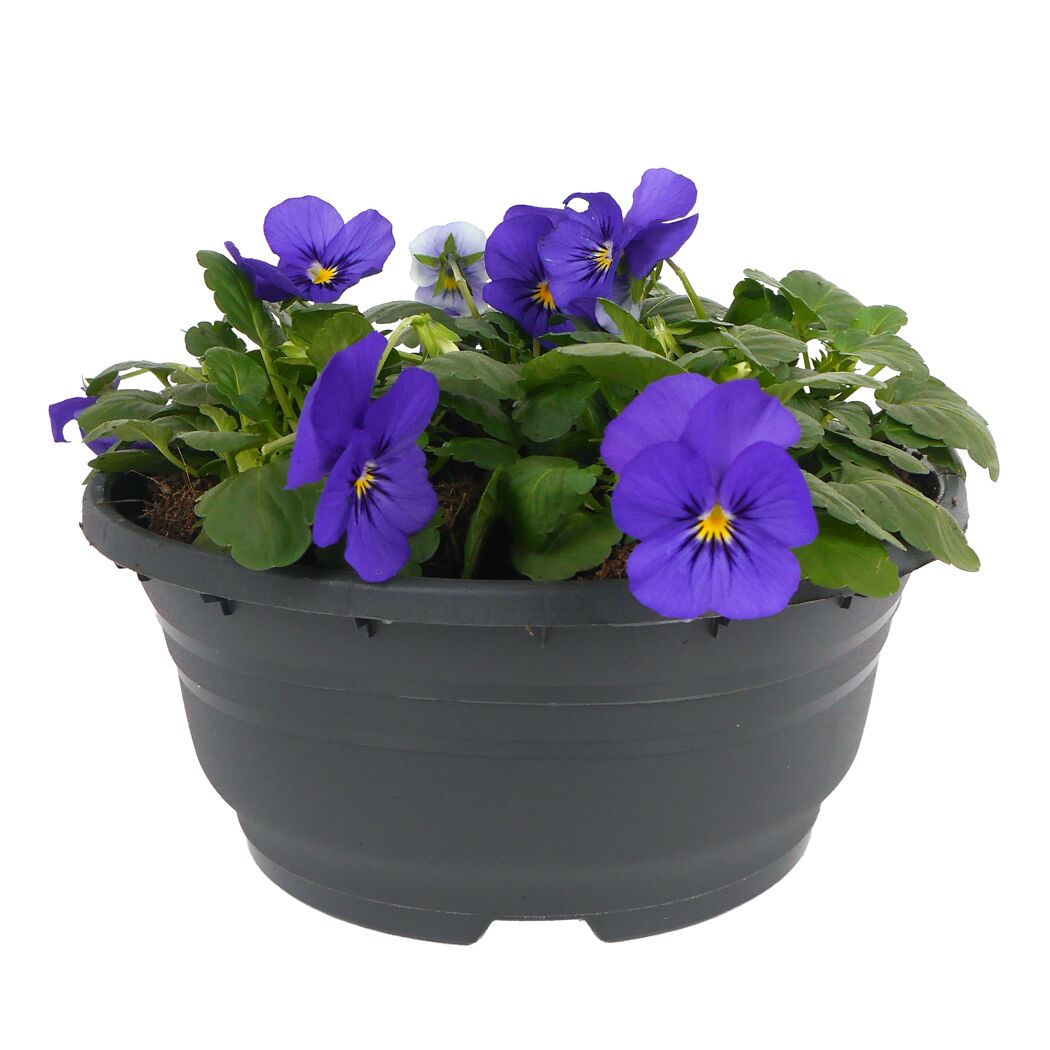 Hornveilchen verschiedene Farben 19 cm Schale