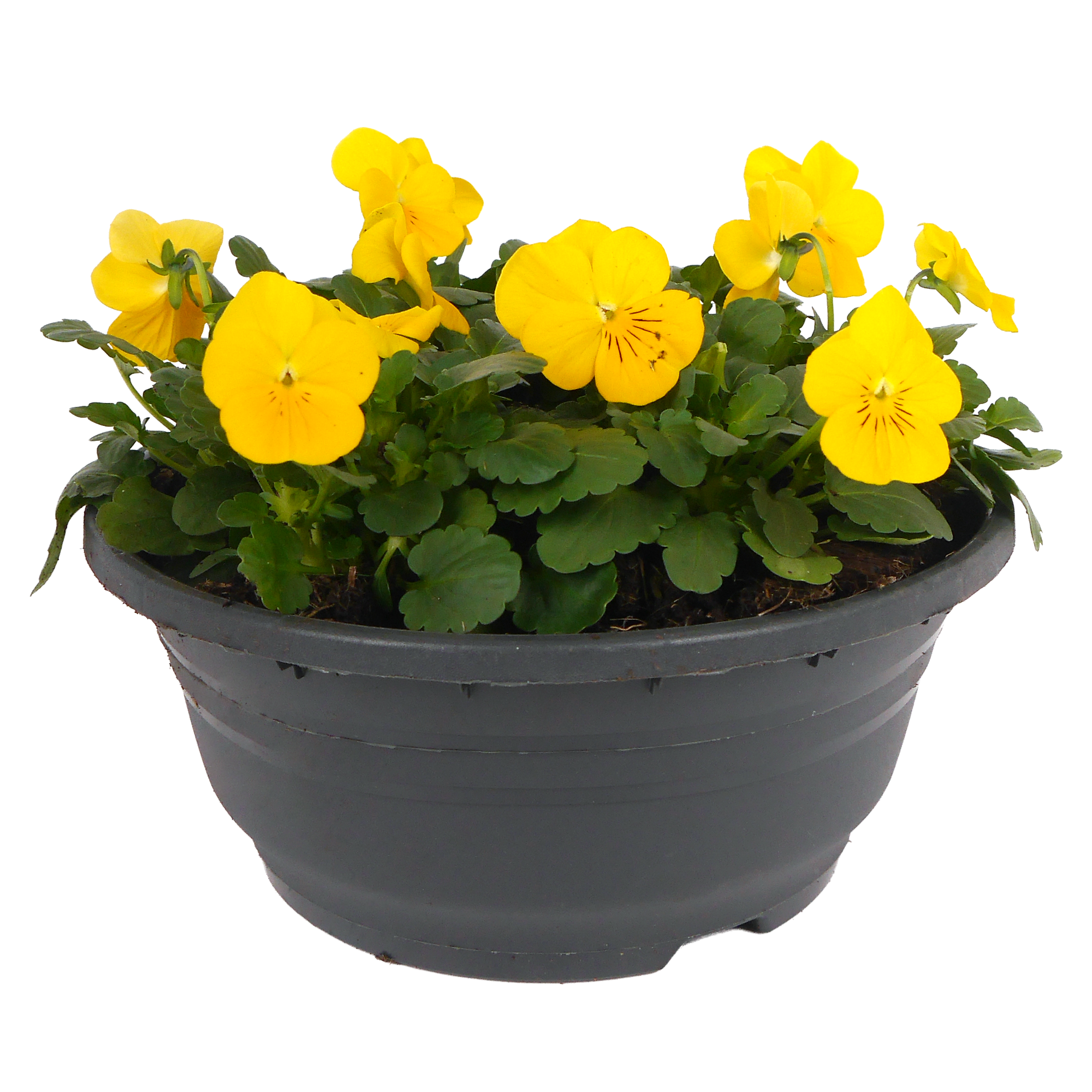 Hornveilchen verschiedene Farben 19 cm Schale