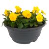 Hornveilchen verschiedene Farben 19 cm Schale
