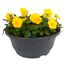Hornveilchen verschiedene Farben 19 cm Schale