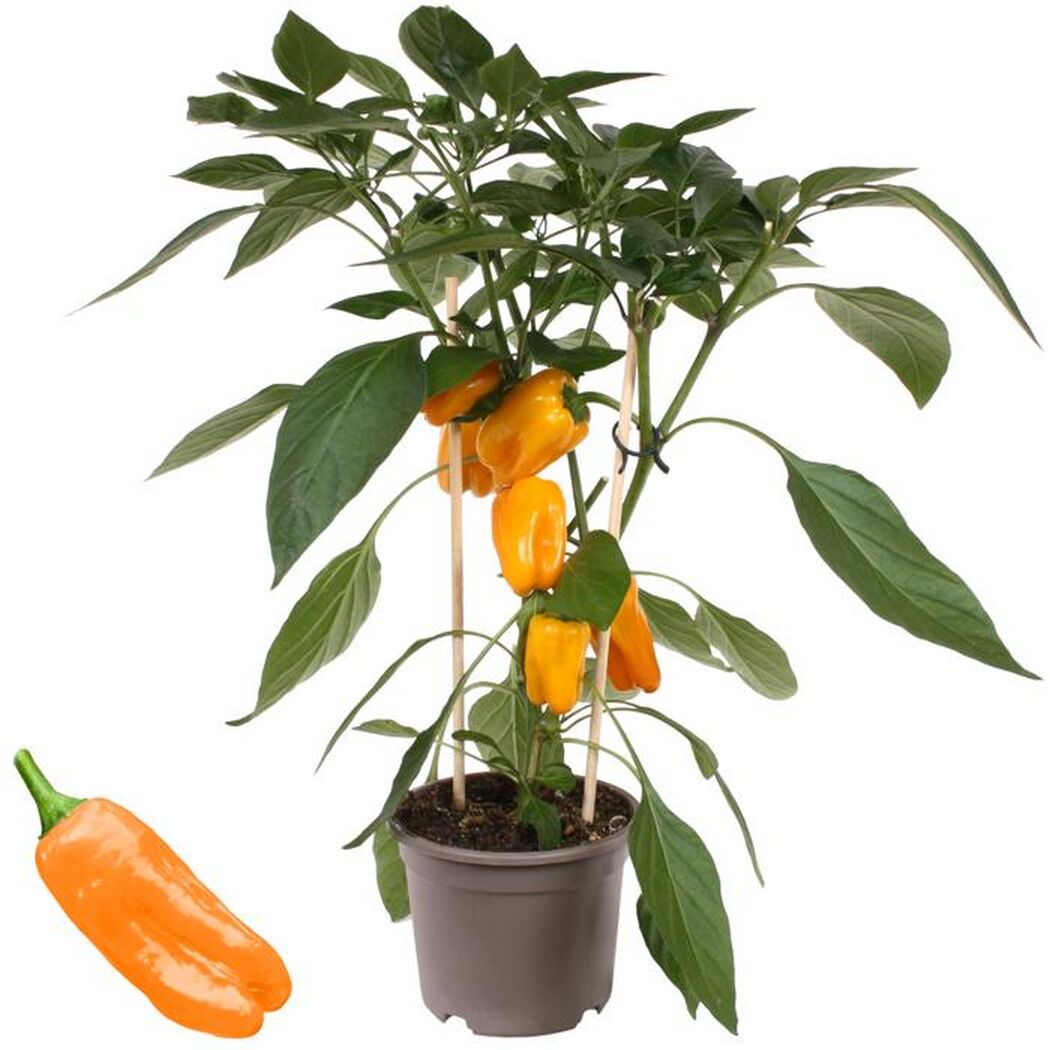 Paprika-Pflanze mit orangen Früchten im Topf