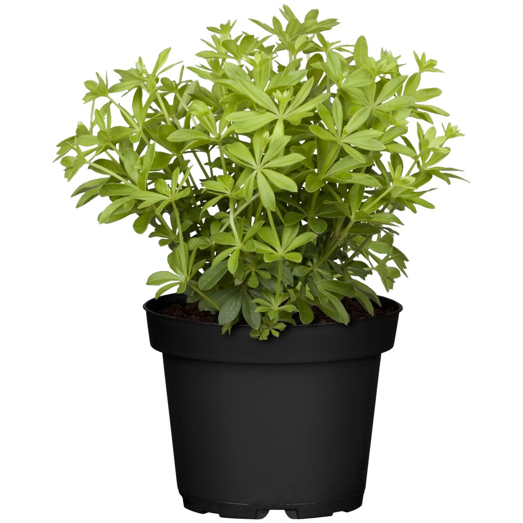 Waldmeister 12 cm Topf