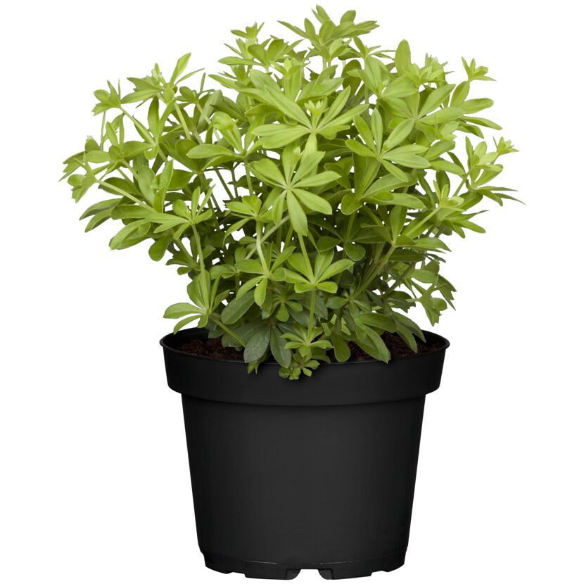 Waldmeister 12 cm Topf