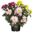 hauptbild