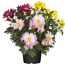 Chrysanthemen in Rosa, Gelb und Violett im Topf