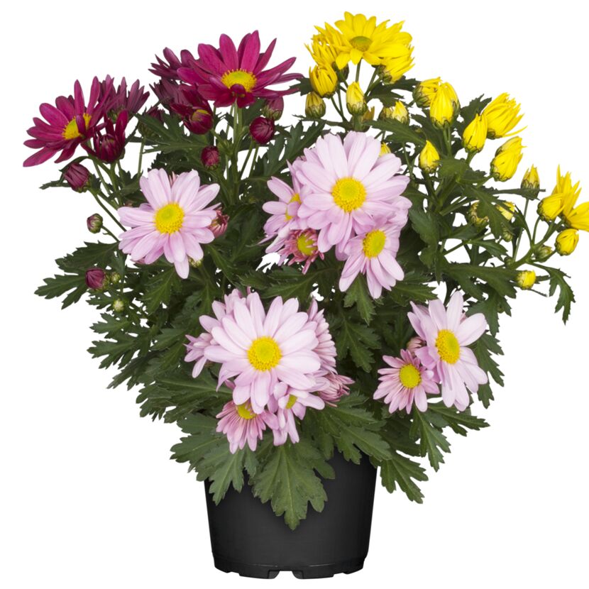 Chrysanthemen in Rosa, Gelb und Violett im Topf