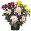 Verkleinertes Bild von Chrysanthemen-Trio 12 cm Topf
