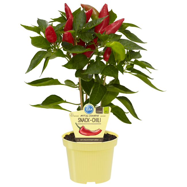 Bild von Bio-Snack-Chili 12 cm Topf