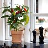 Chillipflanze im Topf auf Fensterbank