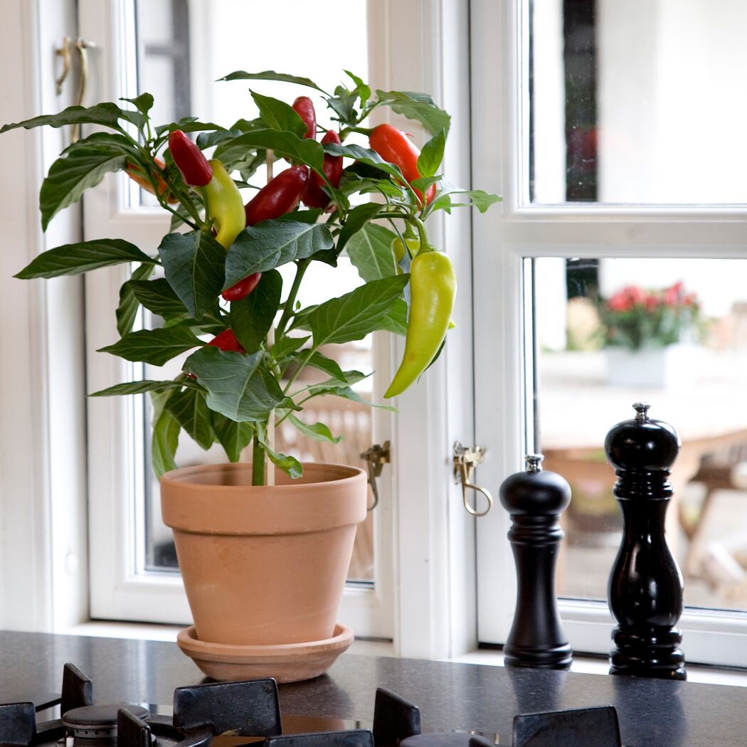 Chillipflanze im Topf auf Fensterbank