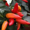Chilli Snack