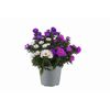 Aster Trio 12 cm Topf