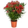 Oleander-Busch verschiedene Farben 22 cm Topf