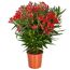 Oleander-Busch verschiedene Farben 22 cm Topf