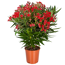 Oleander-Busch verschiedene Farben 22 cm Topf