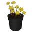 Winterling gelb 9 cm Topf