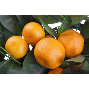 Citrus Stamm, 36 cm Topf