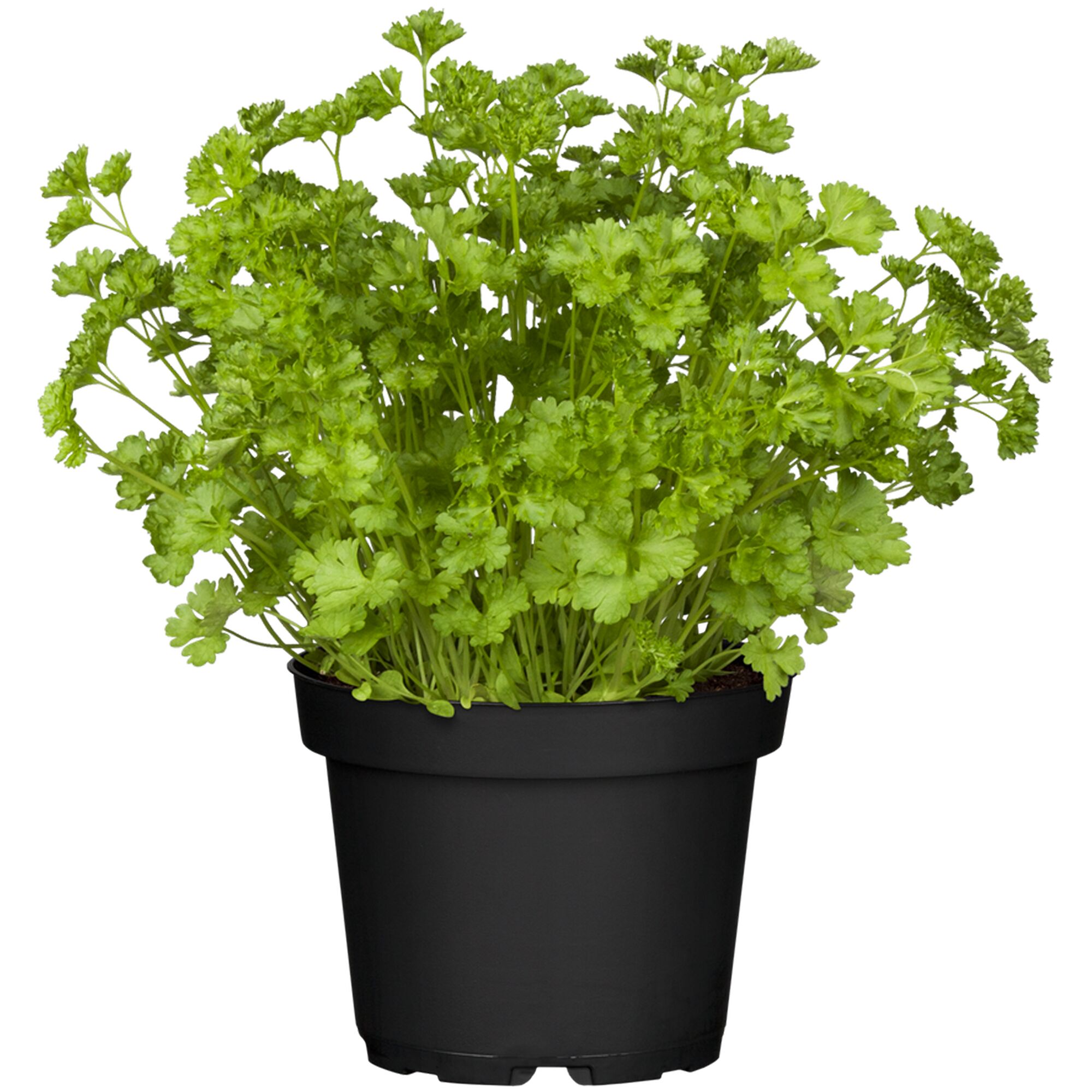 Grüne Petersilie im schwarzen Topf