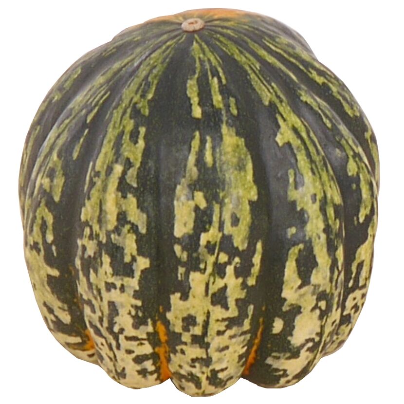 Mittelgroßer Zierkürbis