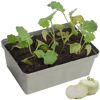 Kohlrabi-Setzlinge in Anzuchtschale