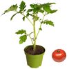 Tomatenpflanze im Topf und eine reife Tomate