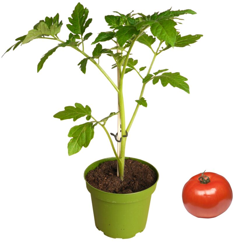 Tomatenpflanze im Topf und eine reife Tomate