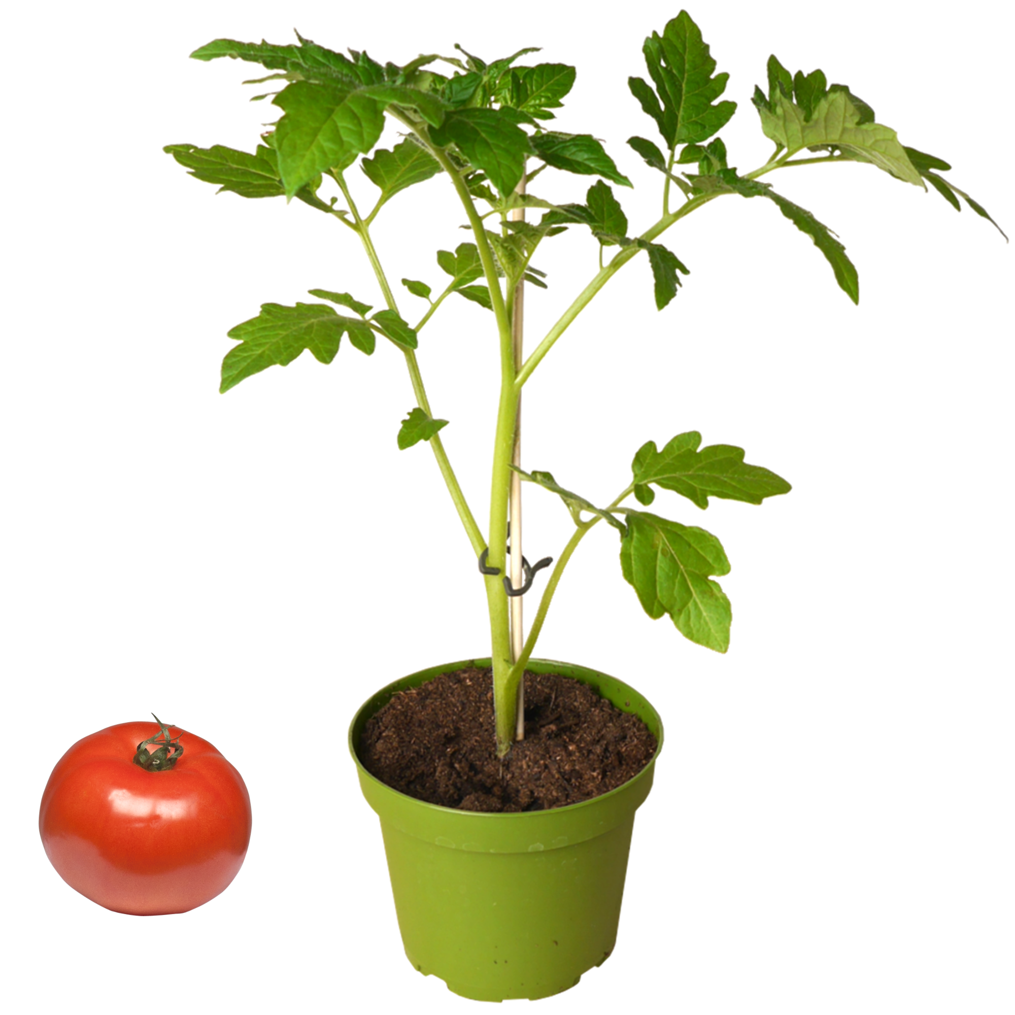 Naturtalent by toom® Bio-Tomate verschiedene historische Sorten 11 cm Topf + product picture